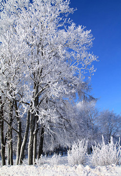 雪中的樹
