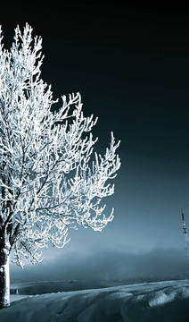 雪中的樹