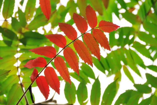 紅色的葉子