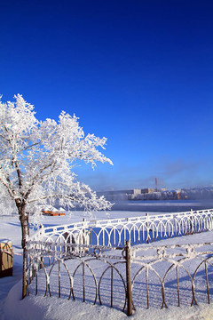 雪中的樹(shù)