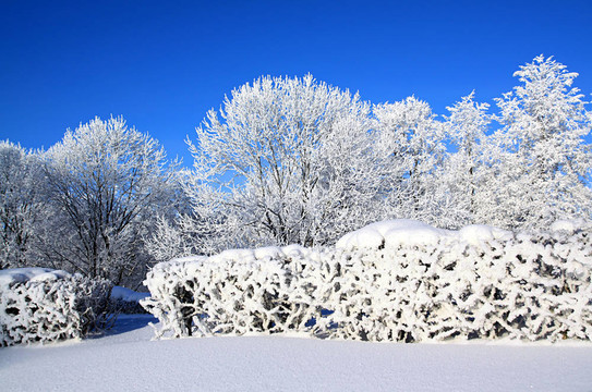 雪中的樹