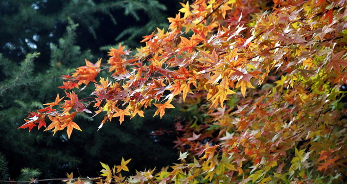 紅葉