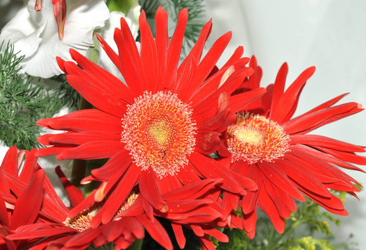 紅太陽