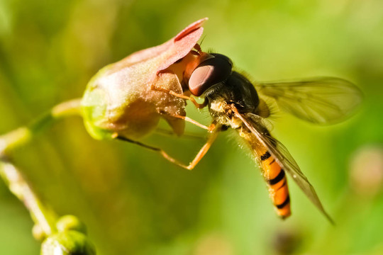 Hoverfly（Episyrphus balteatus）