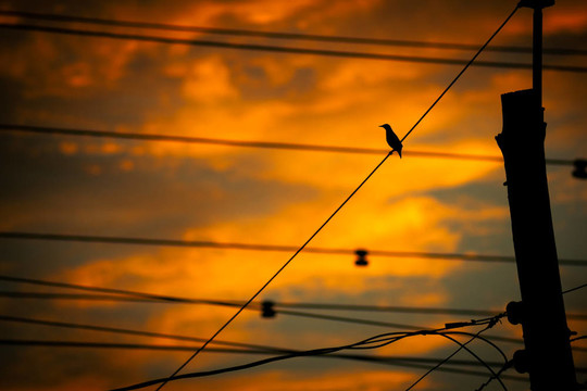 一只鳥(niǎo)在夕陽(yáng)下的輪廓。