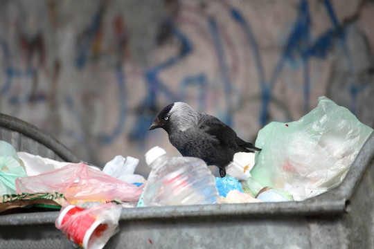 垃圾場上的鳥