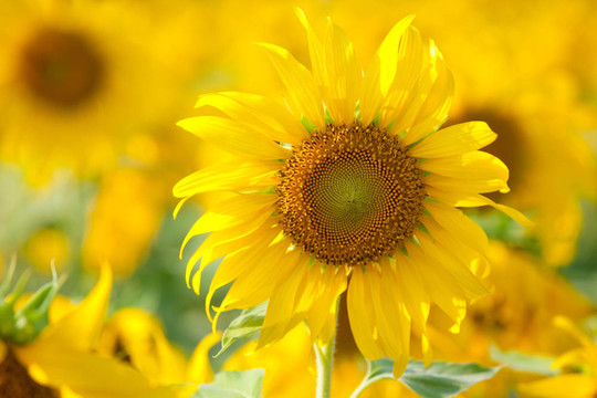 太陽花
