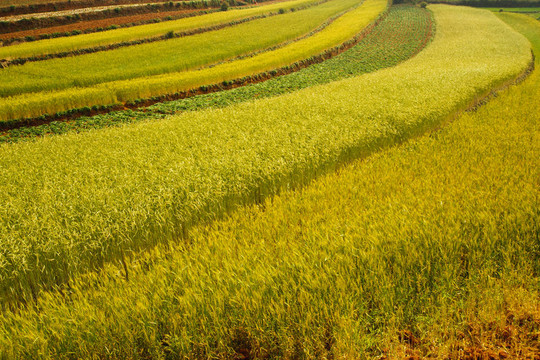 小麥田