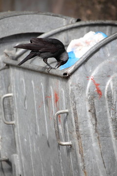 垃圾場上的鳥