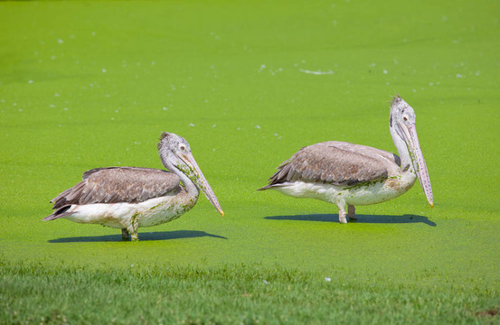 雄偉的Dalmatian pelican