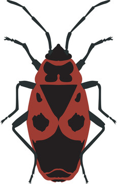 插畫甲蟲士兵（Pyrrhocoris apterus）在白色背景