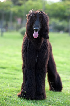 黑色阿富汗獵犬