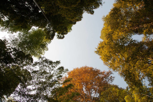 竹林