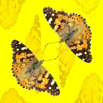 蝴蝶凡妮莎cardui