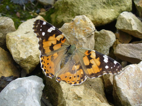 Butterfly Vanessa cardui
