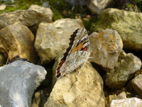 Butterfly Vanessa cardui