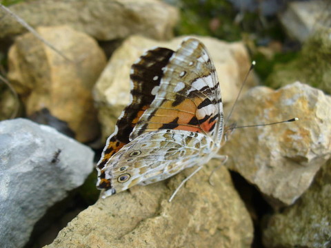 Butterfly Vanessa cardui