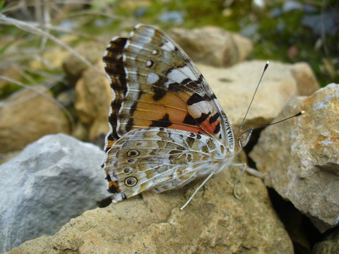 Butterfly Vanessa cardui
