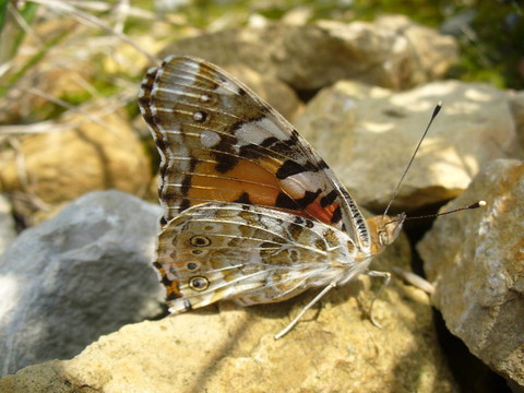Butterfly Vanessa cardui