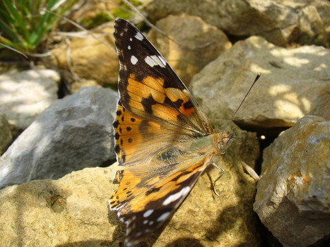 Butterfly Vanessa cardui
