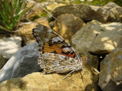 Butterfly Vanessa cardui