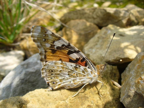 Butterfly Vanessa cardui