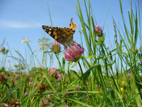 Butterfly Vanessa cardui