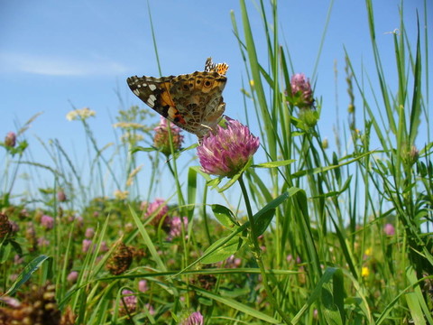 Butterfly Vanessa cardui
