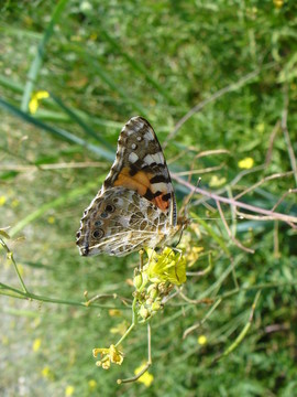 Butterfly Vanessa cardui