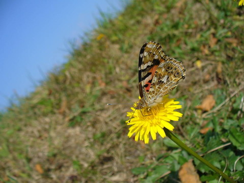 Butterfly Vanessa cardui