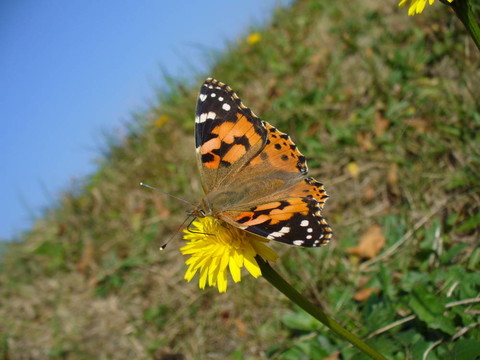 Butterfly Vanessa cardui