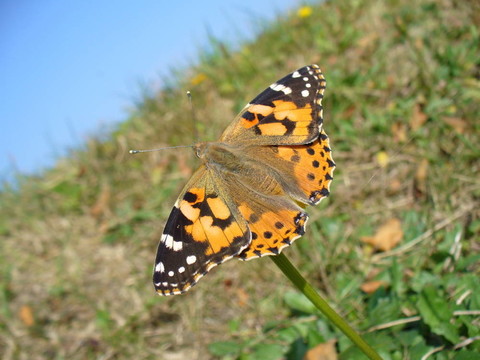 Butterfly Vanessa cardui