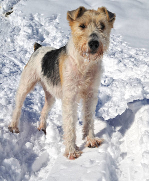 Foxterrier。