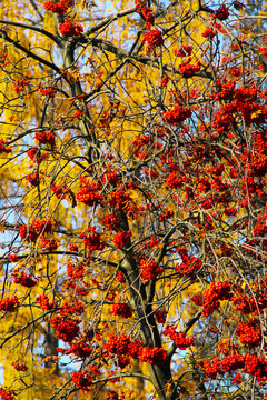 紅色的秋