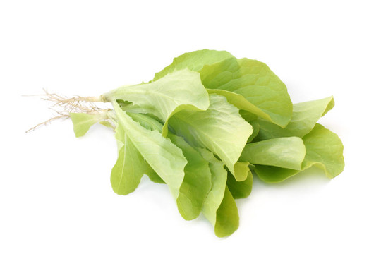 新鮮的生菜