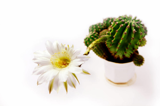 仙人掌花