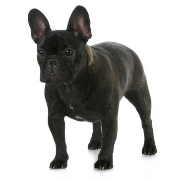 法國(guó)斗牛犬