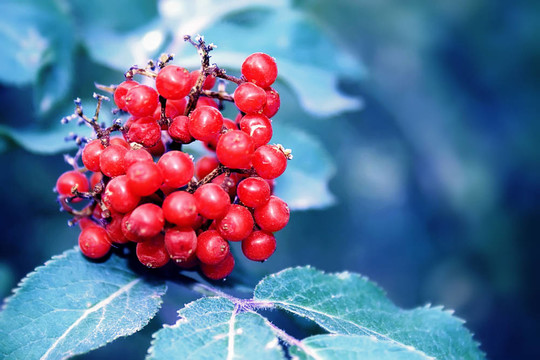 紅莓