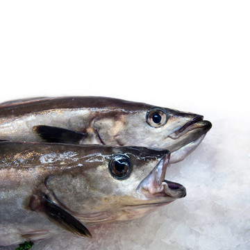 魚上冰