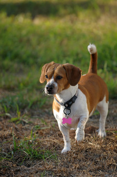 小比格犬前視圖