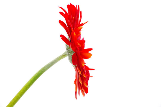 紅太陽(yáng)