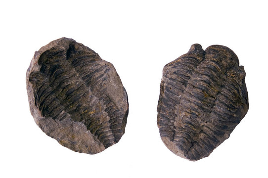 三葉蟲(chóng)化石