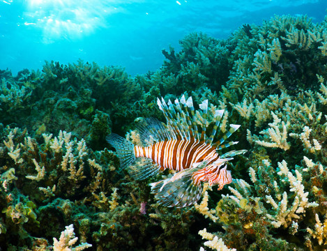 獅子魚