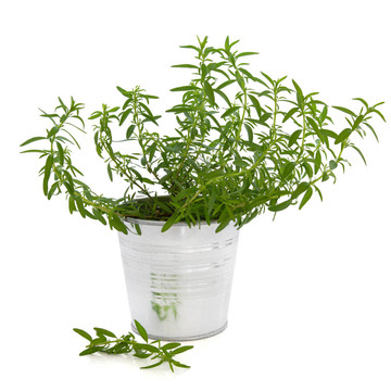 牛膝草的草本植物