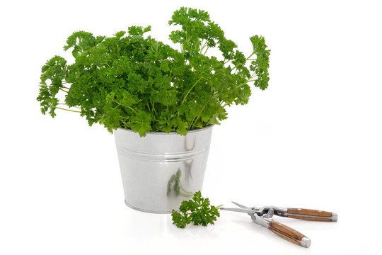 歐芹草本植物