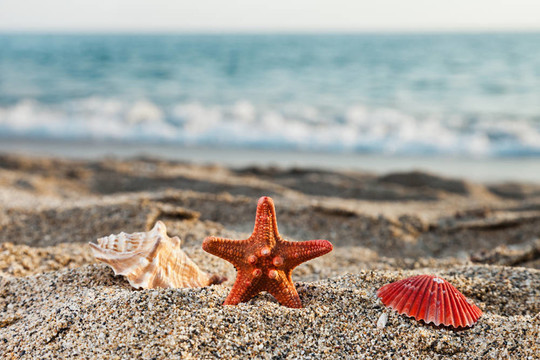 在海邊沙灘的海星和貝殼