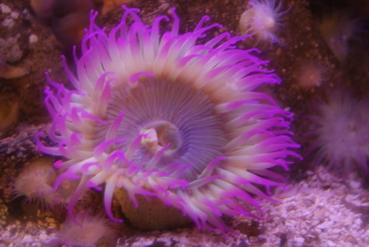 紫海膽