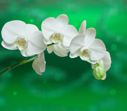 蘭花花的特寫