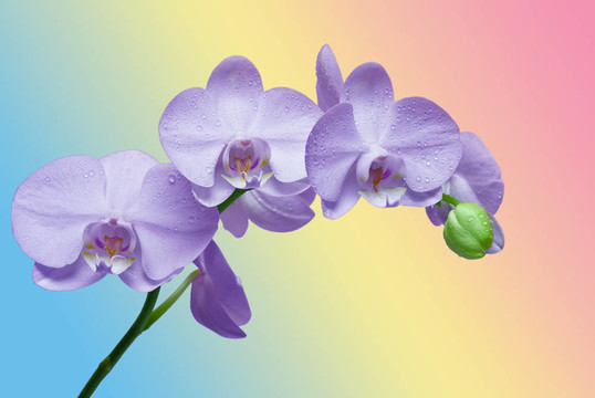 蘭花花的特寫