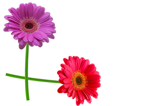 Gerber的花